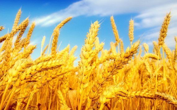 В Тульской области собрали рекордный урожай зерна