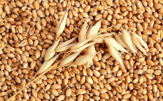 В Тульской области с полей собрано более 1 млн тонн зерна‍