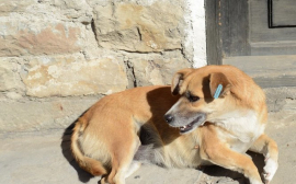 В Новомосковске на бездомных собак потратят 1,6 млн рублей