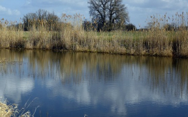 В Тульской области занялись очисткой рек Ока и Упа
