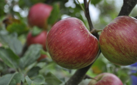 Компания "Юкка Парк" направит 700 млн рублей на создание в Тульской области яблоневых садов