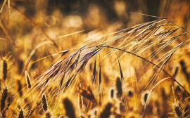 В Тульской области собрали 2 миллиона тонн зерна