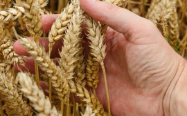 В Тульской области на поддержку сельхозпроизводителей выделят 1,8 млрд рублей