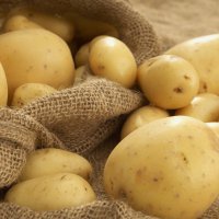 Тульский регион собрал рекордный урожай картофеля