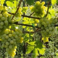 В России за 25 лет исчезло более половины виноградников