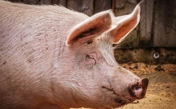 В Тульской области появятся шесть свиноферм