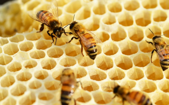 В Тульской области разработали меры поддержки пчеловодов