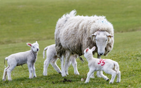 В Тульской области сократилось поголовье коз и овец