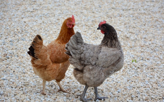 Тульский агрохолдинг начнет экспортировать куриный помет в Японию