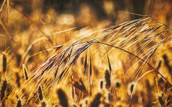 В Тульской области собрали 2 миллиона тонн зерна
