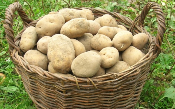 Тульская область заняла второе место по сбору картофеля в ЦФО