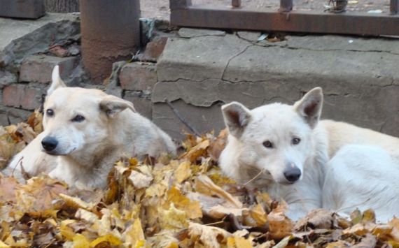 В Туле на отлов бездомных собак потратят 2,8 млн рублей