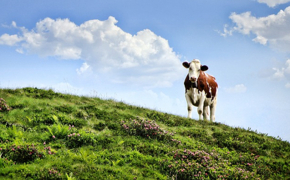 В Тульской области производство мяса увеличилось за год на 26,5%