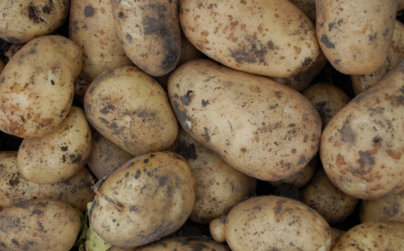 В Тульской области построят завод переработки картофеля