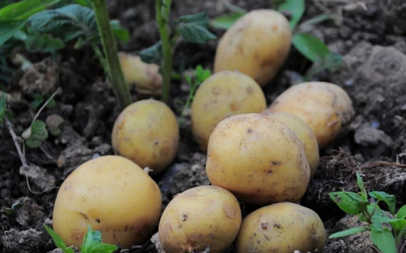 В Тульской области увеличили поддержку производителей картофеля и молока
