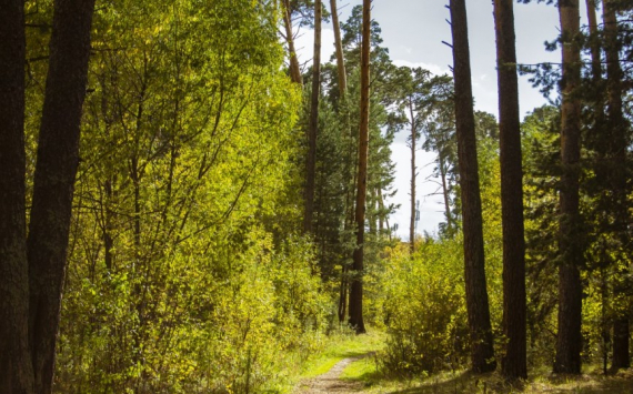 В Тульской области технику и оборудование для лесного хозяйства приобрели за счет бюджета