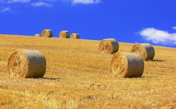 В Тульской области сельхозпроизводство выросло на 5%