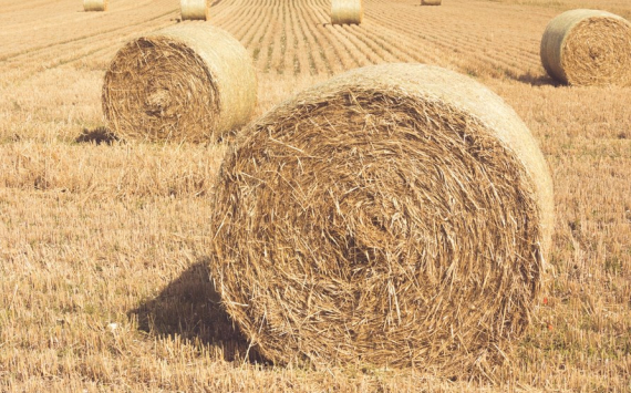 В Тульской области на поддержку аграриев в 2024 году выделят 15 млрд рублей