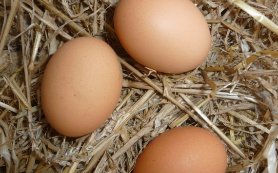 В Тульской области подешевели куриные яйца