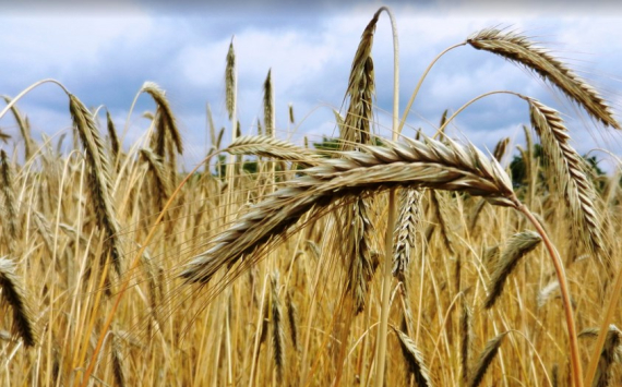 Злочевский: Россия может досрочно выбрать квоту на экспорт зерна