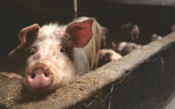 В Тульской области наладят поставки свинины в Армению и Белоруссию