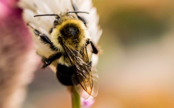 В Тульской области запустили сервис для пчеловодов