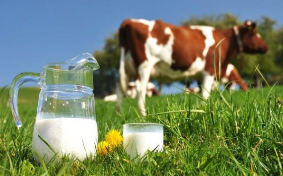 В Тульской области подорожало молоко