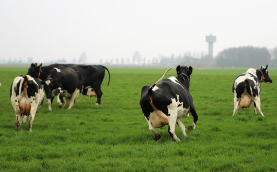 В Тульской области 4,7 млрд рублей инвестировали в проект мясного животноводства