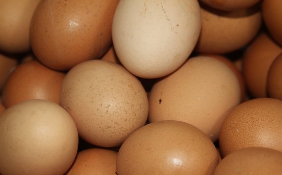 В Тульской области снизились объемы производства яиц