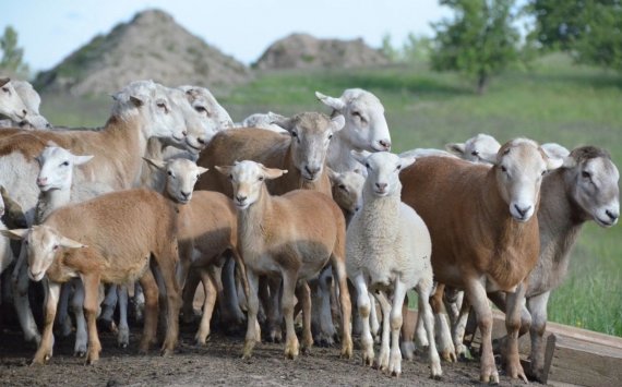 В Тульской области появятся два новых овцеводческих комплекса